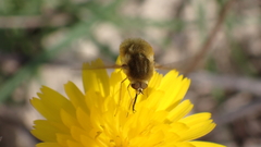 Bombylius major