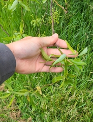 Salix babylonica tortuosa