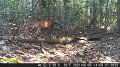 Cephalophorus callipygus
