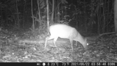 Cephalophus dorsalis