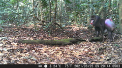 Mandrillus sphinx