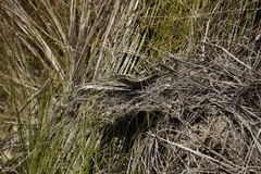 Lissolepis coventryi