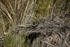 Lissolepis coventryi