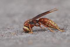 Polistes cavapyta