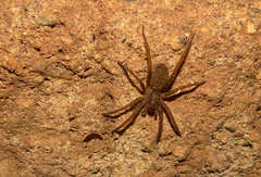 Ancylometes bogotensis