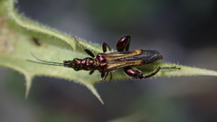 Oedemera basalis