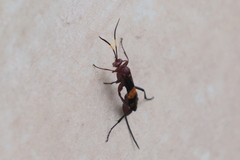 Compsocryptus melanostigma