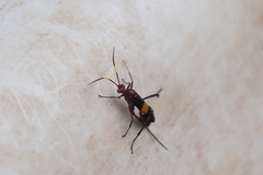 Compsocryptus melanostigma