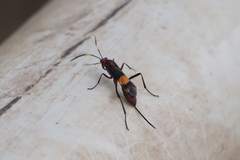 Compsocryptus melanostigma