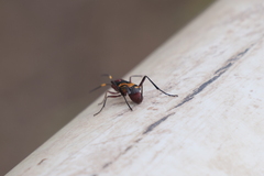 Compsocryptus melanostigma