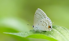 Catochrysops panormus