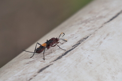 Compsocryptus melanostigma