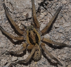 Hogna ferox
