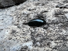 Hydrophilus triangularis