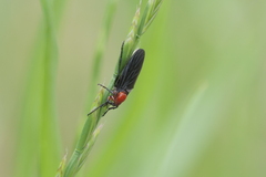 Dilophus pectoralis
