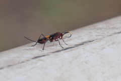 Compsocryptus melanostigma