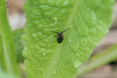 Polemius denticornis