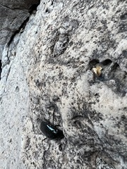 Hydrophilus triangularis