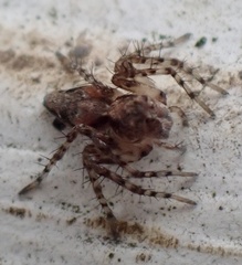 Oxyopes