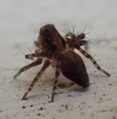 Oxyopes