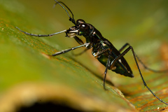Odontocheila