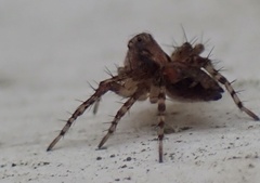 Oxyopes