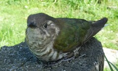 Chrysococcyx lucidus