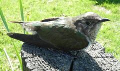 Chrysococcyx lucidus