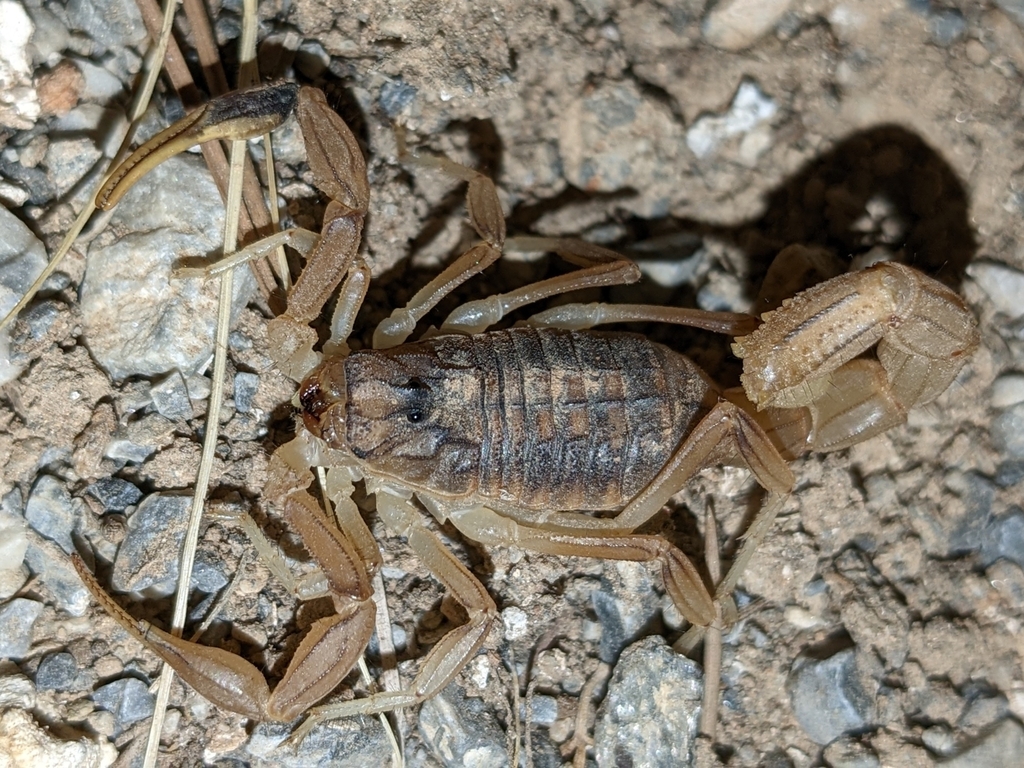 Buthus garcialorcai