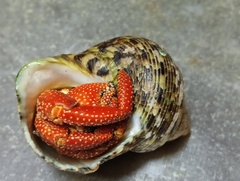 Coenobita perlatus