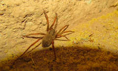 Ancylometes bogotensis