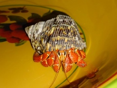 Coenobita perlatus