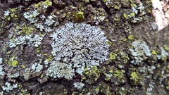 Phaeophyscia pusilloides