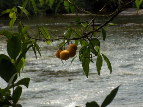 Garcinia brasiliensis, photograph 5