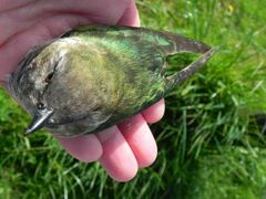 Chrysococcyx lucidus