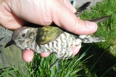 Chrysococcyx lucidus