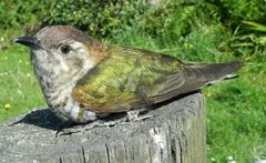 Chrysococcyx lucidus