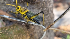 Taeniopoda tamaulipensis