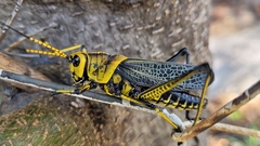 Taeniopoda tamaulipensis