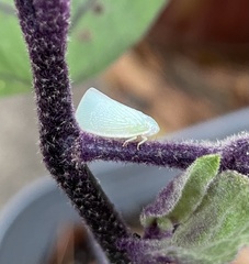 Flatormenis proxima