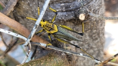 Taeniopoda tamaulipensis