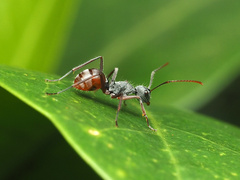 Polyrhachis bicolor