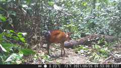 Cephalophorus callipygus