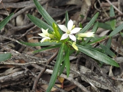Billardiera cymosa