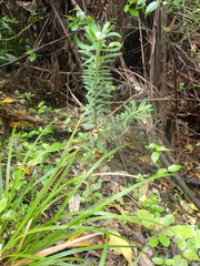 Pimelea tomentosa