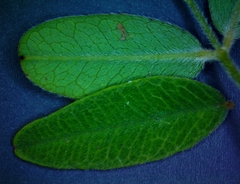 Lespedeza stuevei