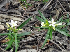 Billardiera cymosa