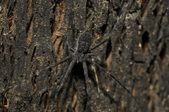 Tamopsis fickerti