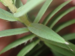 Pimelea tomentosa