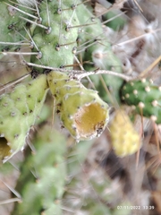 Opuntia pubescens